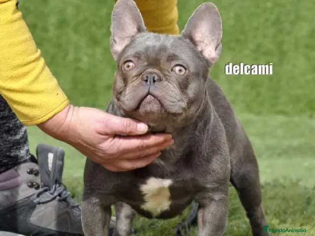 Bulldog Francés perros en venta: bulldog frances - Anuncio 2