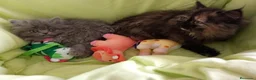 Persa gatos en venta: Gatitos persa himalayo  - Anuncio 4