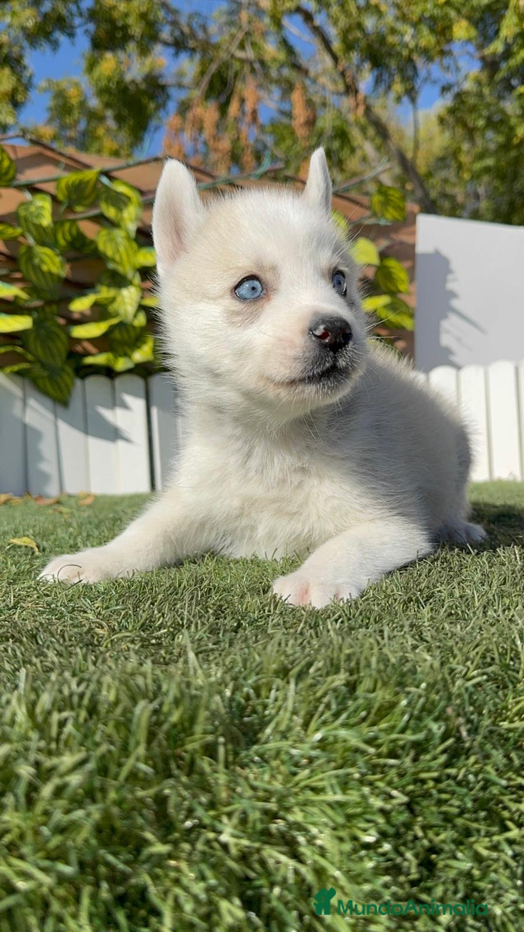 Husky Siberiano perros en venta: HUSKY SIBERIANO - Anuncio 12