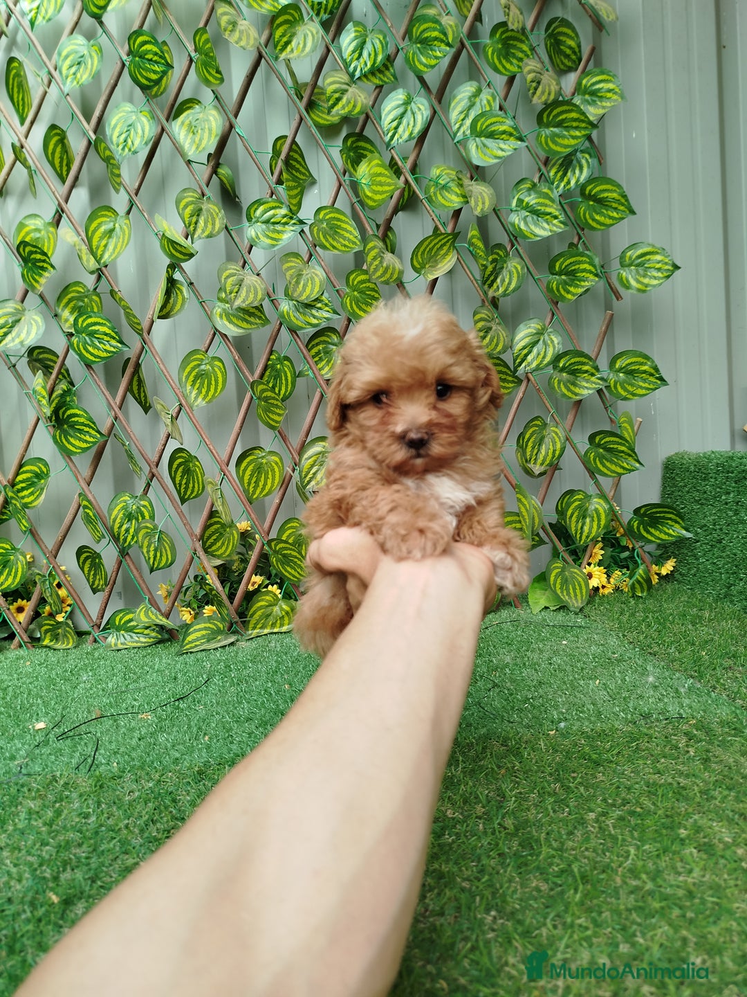 Maltipoo perros en venta: Maltipoo toy  - Imagen 3