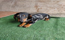 Teckel perros en venta: Macho teckel arlequín plata  - Imagen 3