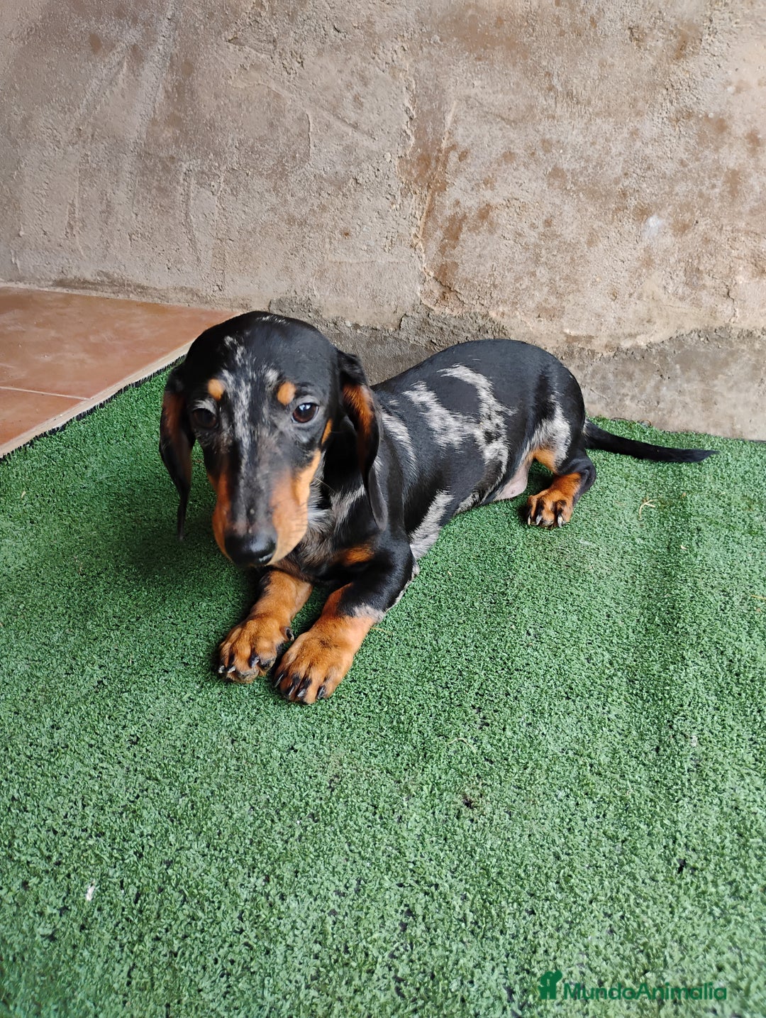 Teckel perros en venta: Macho teckel arlequín plata  - Imagen 3