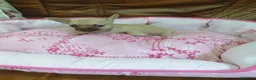 Chihuahua perros en venta: CHIHUAHUA TOY  - Anuncio 12
