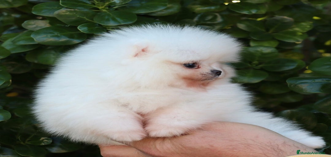 Imagen de galería {{count}}