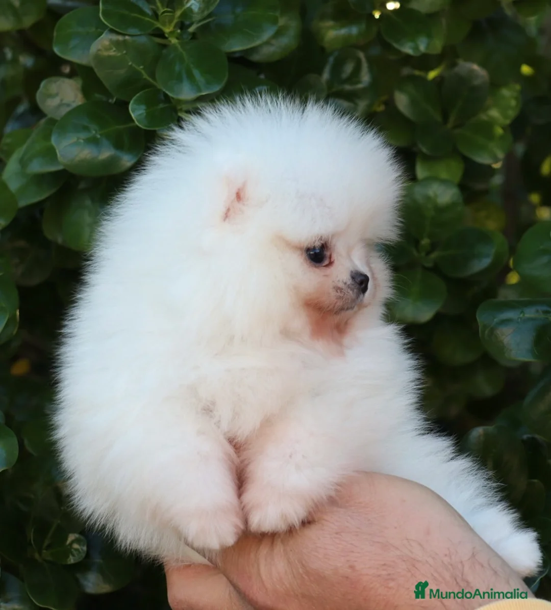 Imagen de galería {{count}}