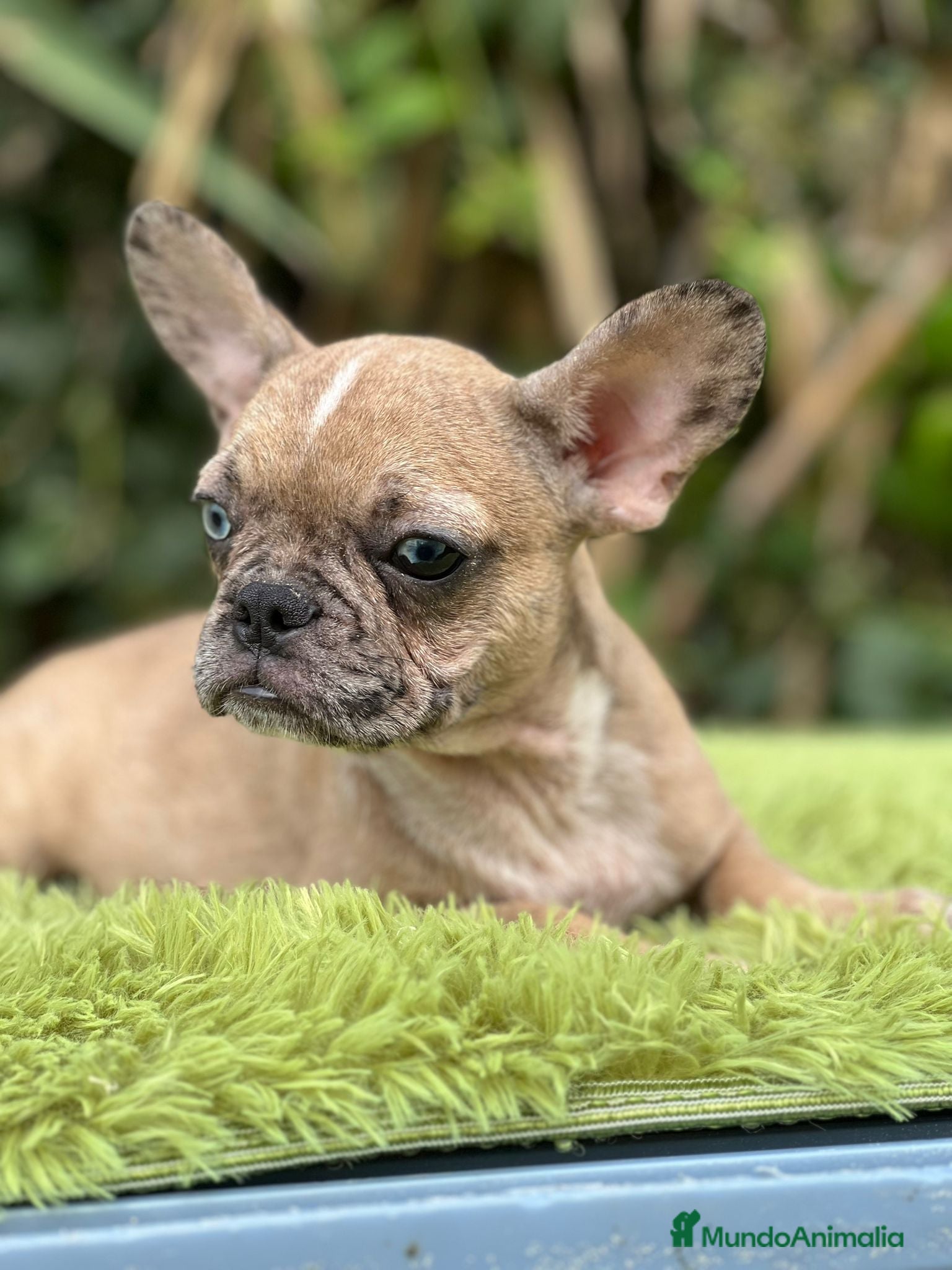 Bulldog Francés perros Bulldog francés machos - Anuncio 2