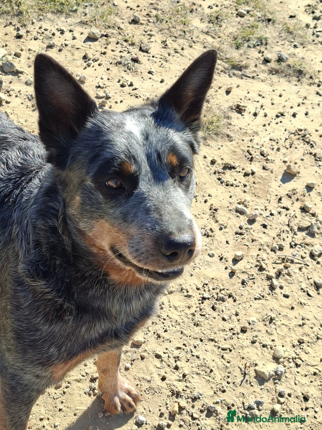Boyero de Australia perros en adopcion: Australian cattle dog hembra - Anuncio 5