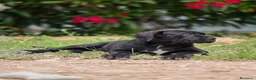 Cane Corso perros en venta: Cachorros de Cane Corso - Anuncio 5