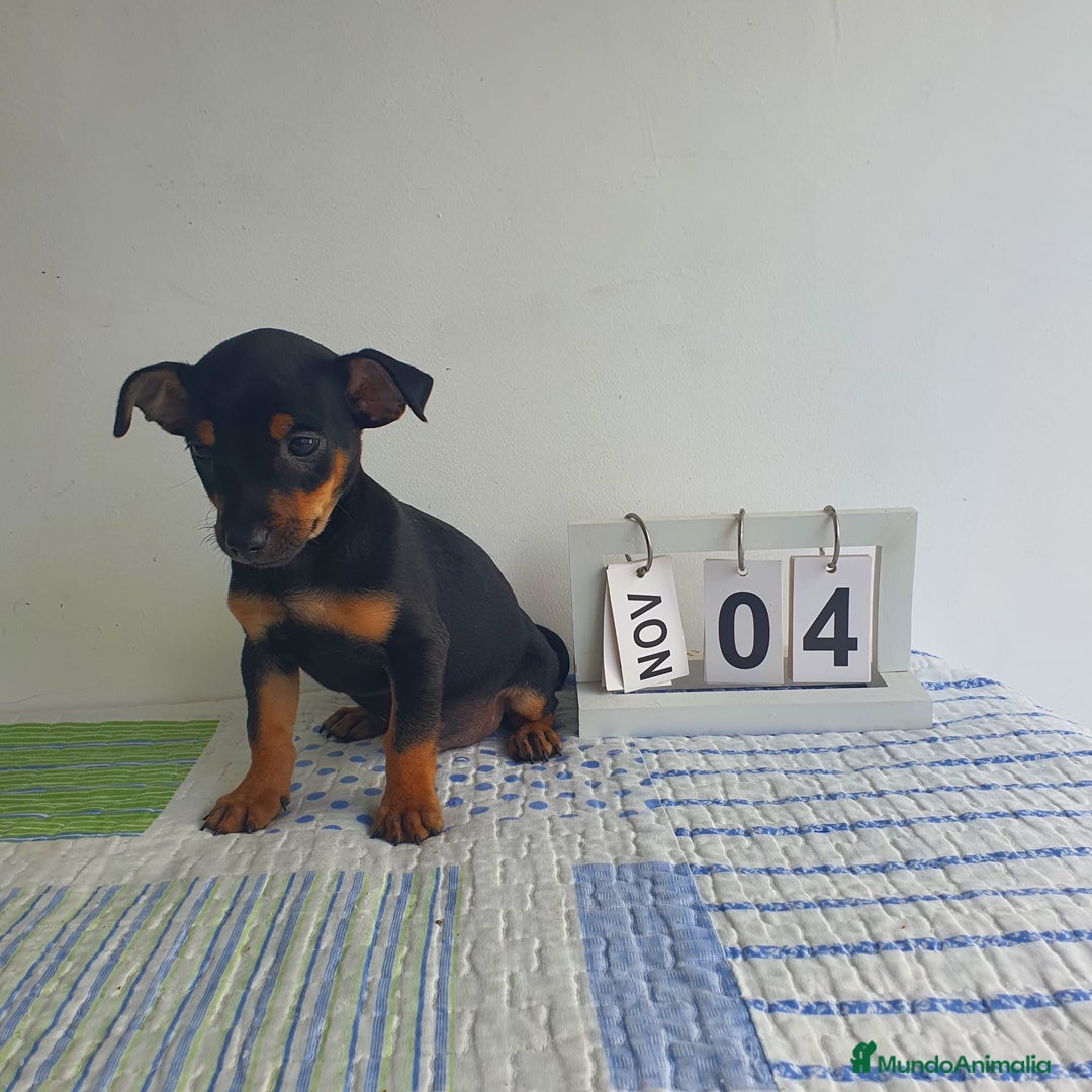 Pinscher Miniatura perros en venta: Pincher mini - Imagen 6