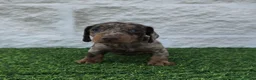 Teckel Miniatura perros en venta: Teckel miniatura arlequín  - Anuncio 5