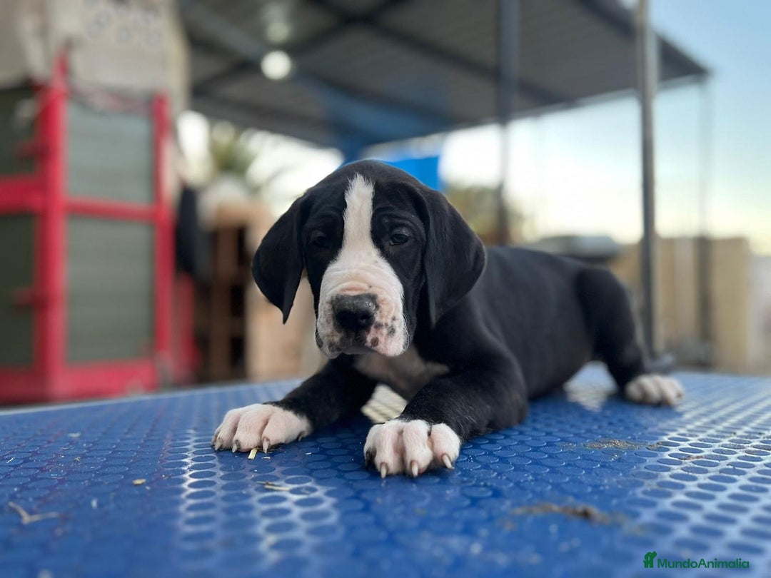 Dogo Alemán perros en venta: DOGO ALEMÁN - Imagen 1