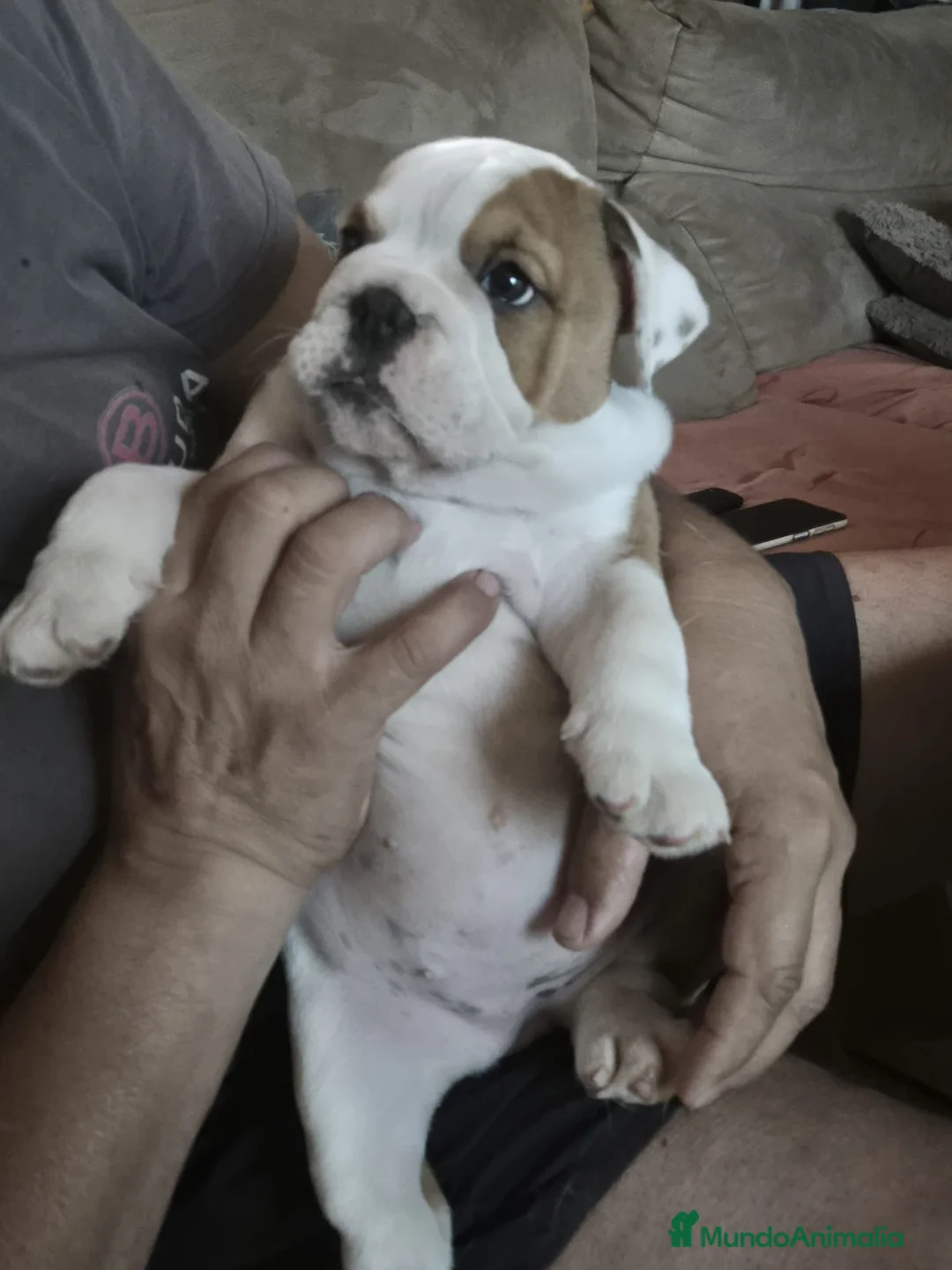 Bulldog Inglés perros en venta: Cachorro bulldog ingles  - Anuncio 2