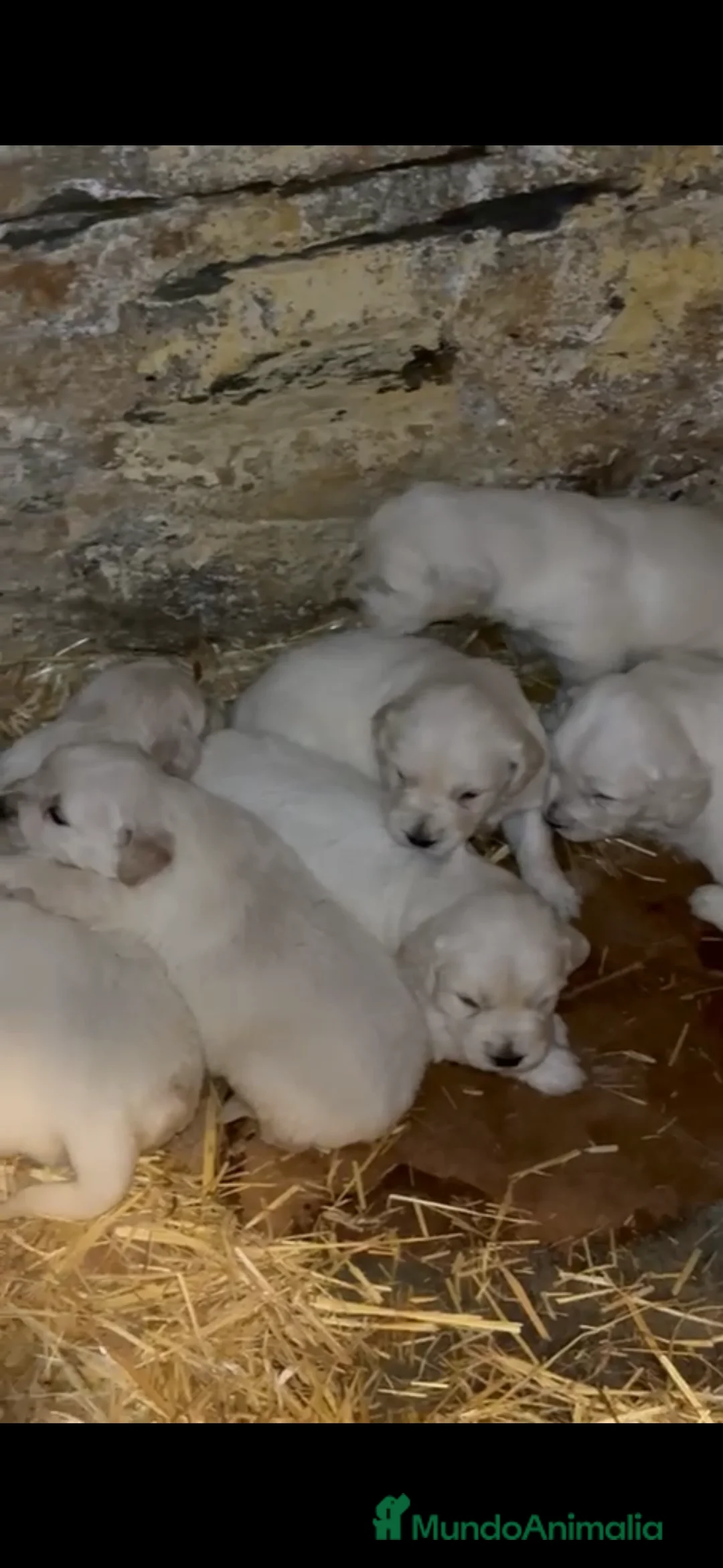 Golden Retriever perros en venta: Espectacular camada de golden retriever  - Anuncio 2