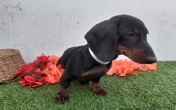 Teckel perros en venta: Preciosos TECKEL  - Imagen 4
