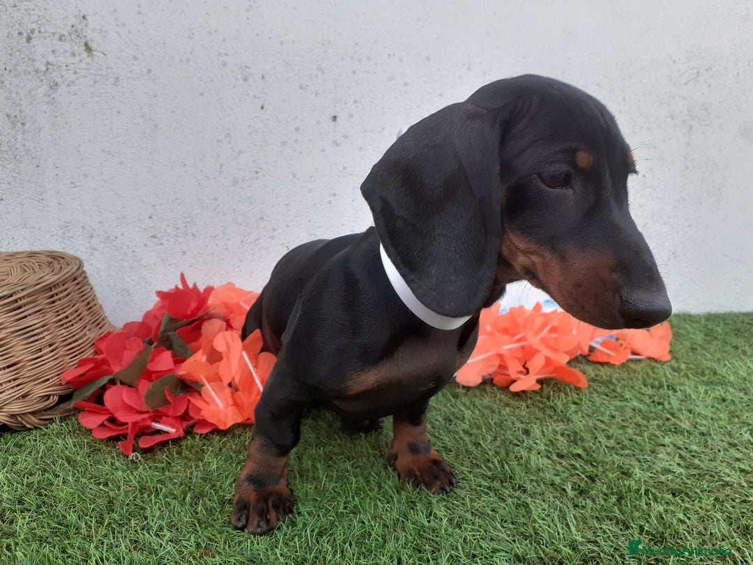 Teckel perros en venta: Preciosos TECKEL  - Imagen 4