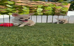 Chihuahua perros en venta: CHIHUAHUA MACHO - Imagen 9