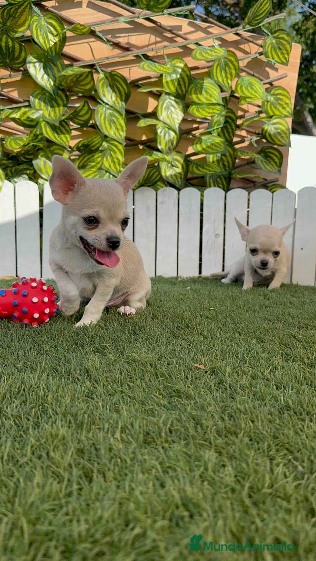 Chihuahua perros en venta: CHIHUAHUA MACHO - Imagen 9