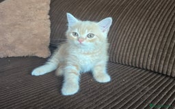 Británico de Pelo Corto gatos en venta: Gatcot.com - Imagen 4