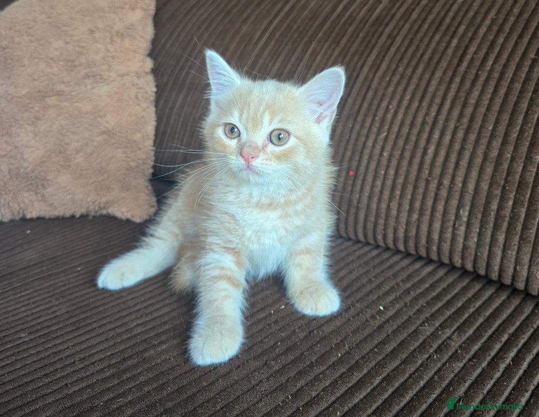 Británico de Pelo Corto gatos en venta: Gatcot.com - Imagen 4