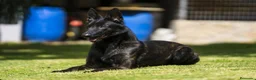 Pastor Holandés perros en venta: Camada Pastor Holandés FCI - Anuncio 2