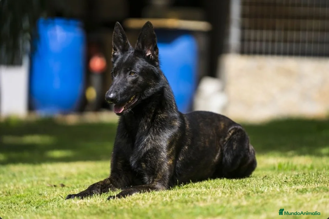 Pastor Holandés perros en venta: Camada Pastor Holandés FCI - Anuncio 2