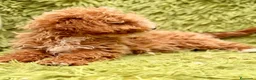 Maltipoo perros en venta: Maltipoo Toy Apricot  - Anuncio 6