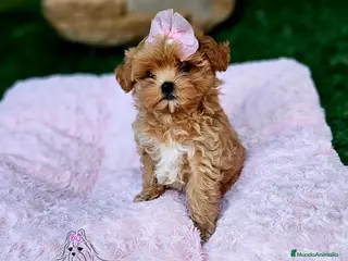 Maltipoo perros Maltipoo asiático miniatura - Anuncio 1
