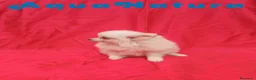 Pomerania perros en venta:  Pomerania Macho de Japi y Pompom 8302 AQUANATURA - Anuncio 4