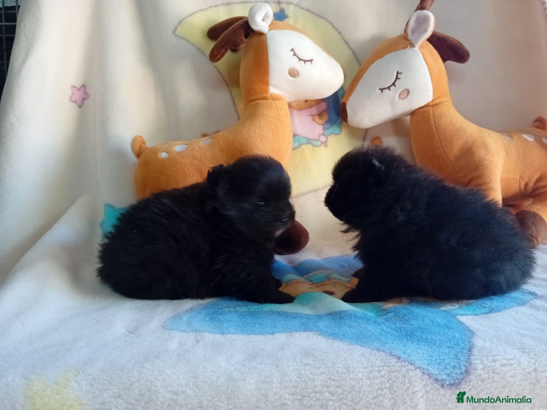 Pomerania perros en venta: Lulú de pomerania precio real - Anuncio 25