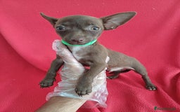 Chihuahua perros en venta: Chihuahua Chocolate  - Imagen 1