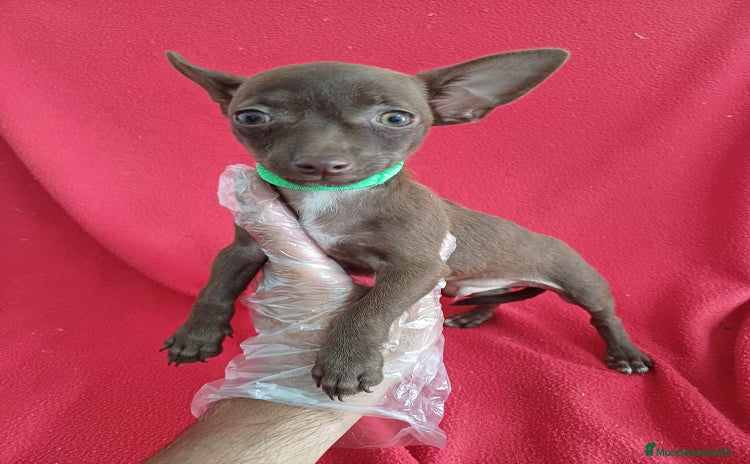 Chihuahua perros - Anuncio 1