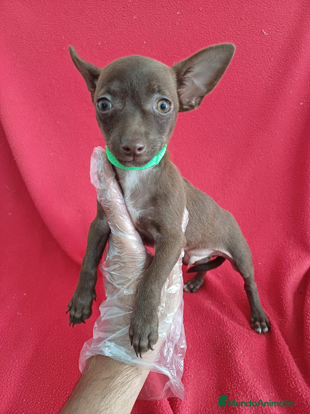Chihuahua perros en venta: Chihuahua Chocolate  - Imagen 1