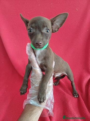 Chihuahua perros - Anuncio 3