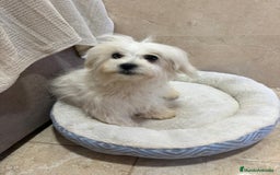 Bichón Maltés perros en venta: Oportunidad bichon maltés  - Anuncio 4