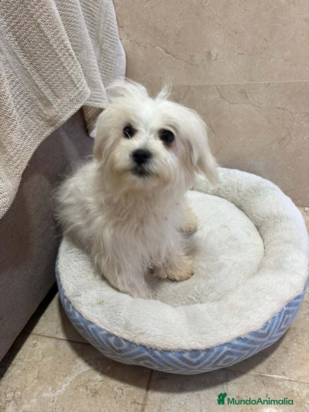 Bichón Maltés perros en venta: Oportunidad bichon maltés  - Anuncio 4