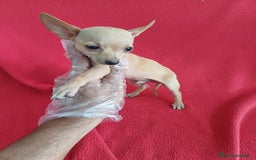 Chihuahua perros en venta: Chihuahua Mini  - Imagen 1