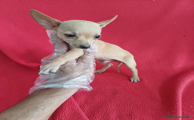 Chihuahua perros - Anuncio 2