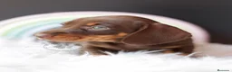 Teckel perros en venta: TECKEL CHOCOLATE Y FUEGO  - Anuncio 2