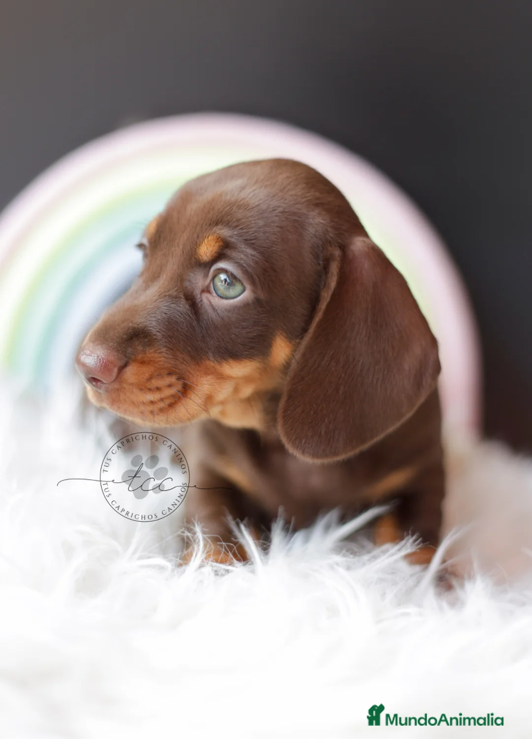 Teckel perros en venta: TECKEL CHOCOLATE Y FUEGO  - Anuncio 2