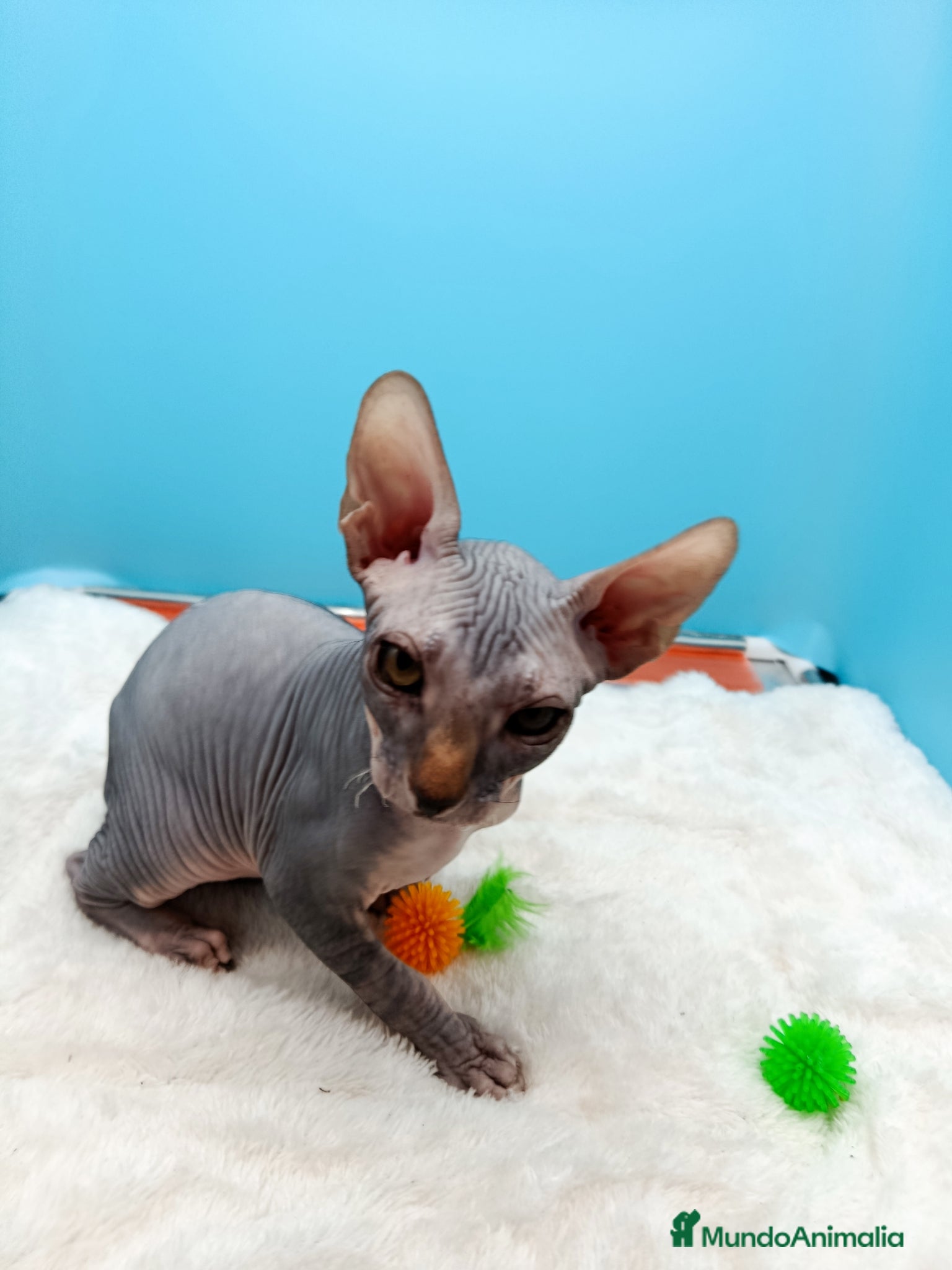 Sphynx gatos en venta: Parejita de Sphynx  - Anuncio 16