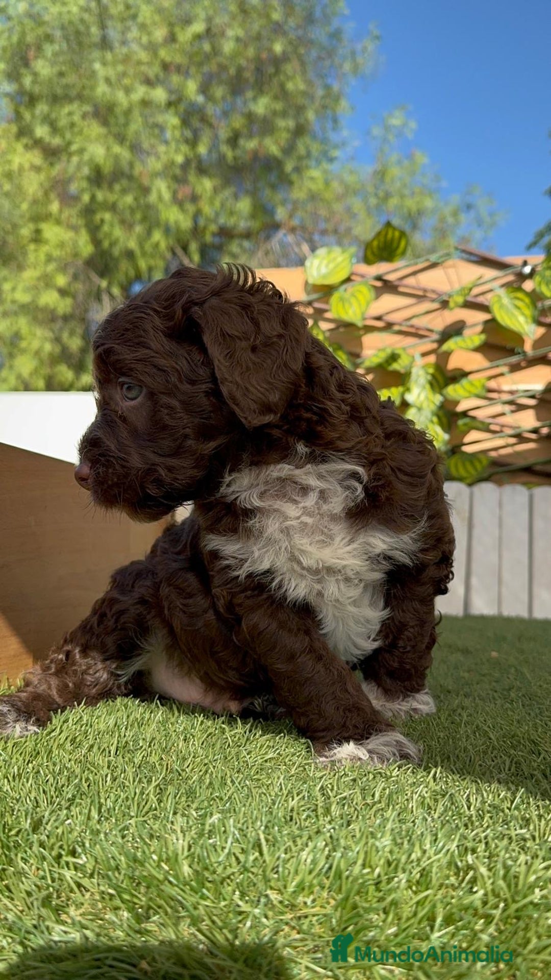 Perro de Agua Español perros en venta: PERRO DE AGUA ESPAÑOL MACHO - Imagen 11