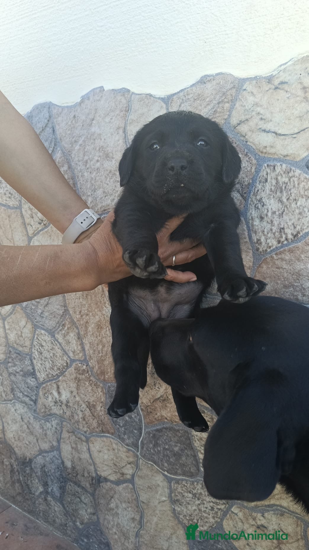 Labrador Retriever perros Hembra disponible de labrador retriever  - Anuncio 2