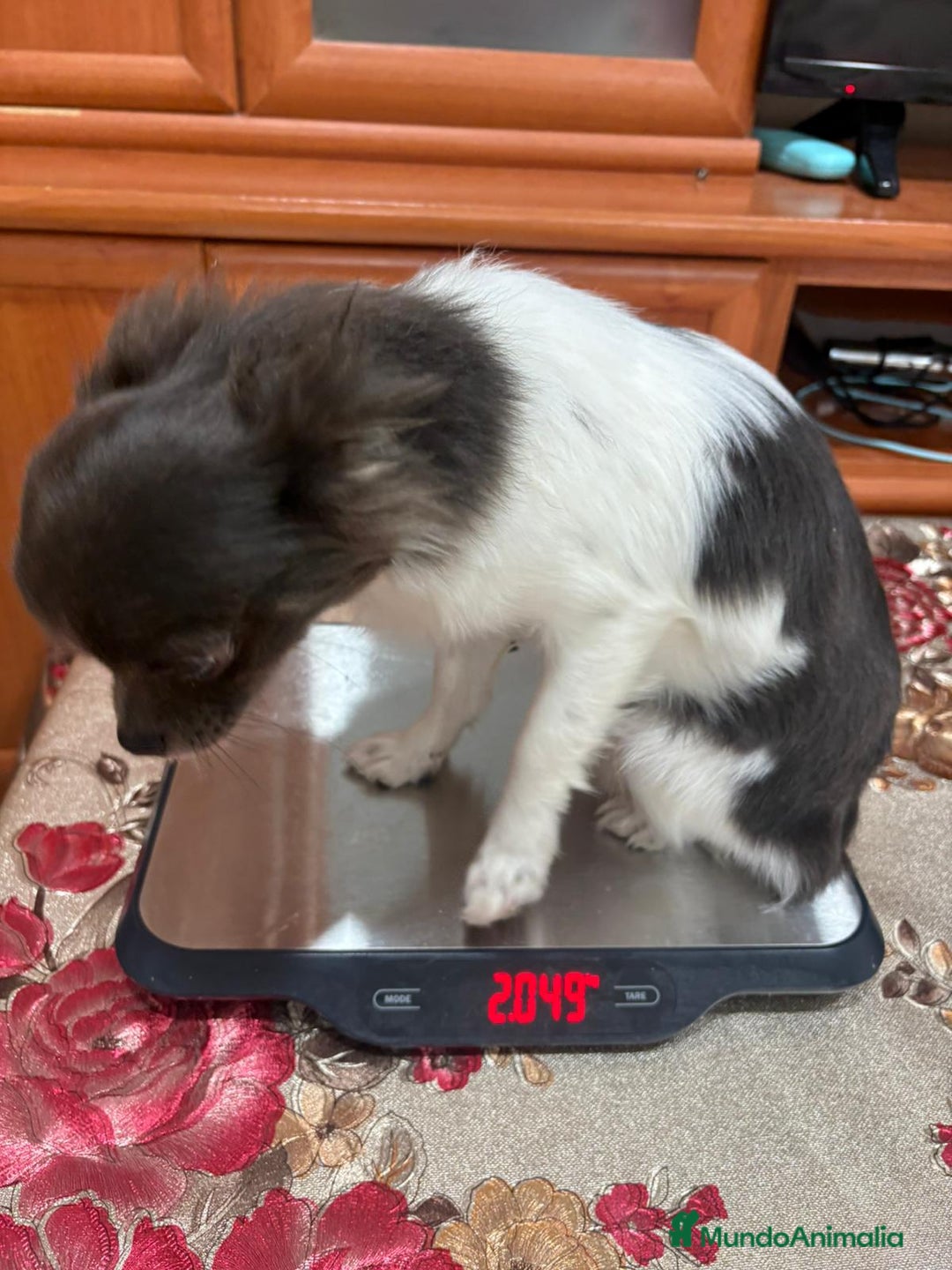 Chihuahua perros en venta: Oportunidad Chihuahua macho  - Anuncio 7