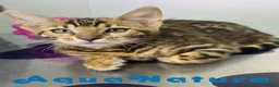Bengalí gatos en venta: Bengali Hembra de Bengala y Marbel 1888 AQUANATURA - Anuncio 3
