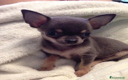 Chihuahua perros en venta: CHIHUAHUA BLUE - Imagen 1