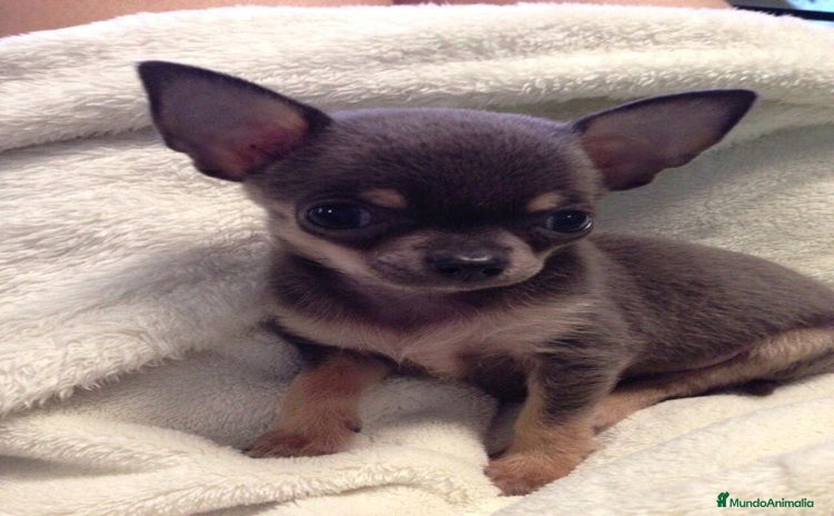 Chihuahua perros - Propaganda 8