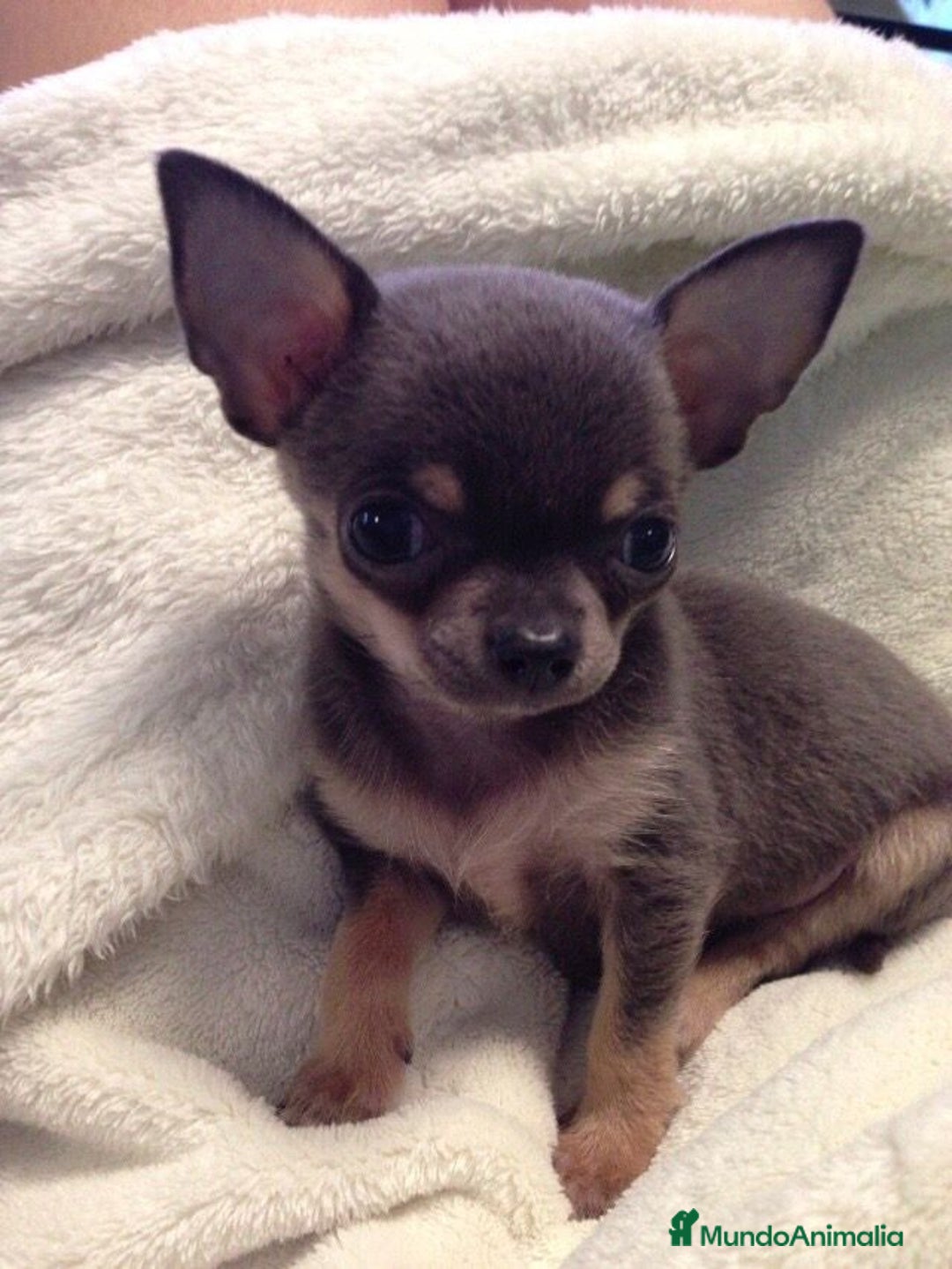 Chihuahua perros en venta: CHIHUAHUA BLUE - Imagen 1
