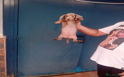 Teckel Miniatura perros en venta: ‼️hembritas de teckel kaninchen  - Imagen 3