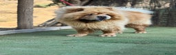 Chow Chow perros en venta: Chow chow peluditos espectaculares  - Anuncio 1