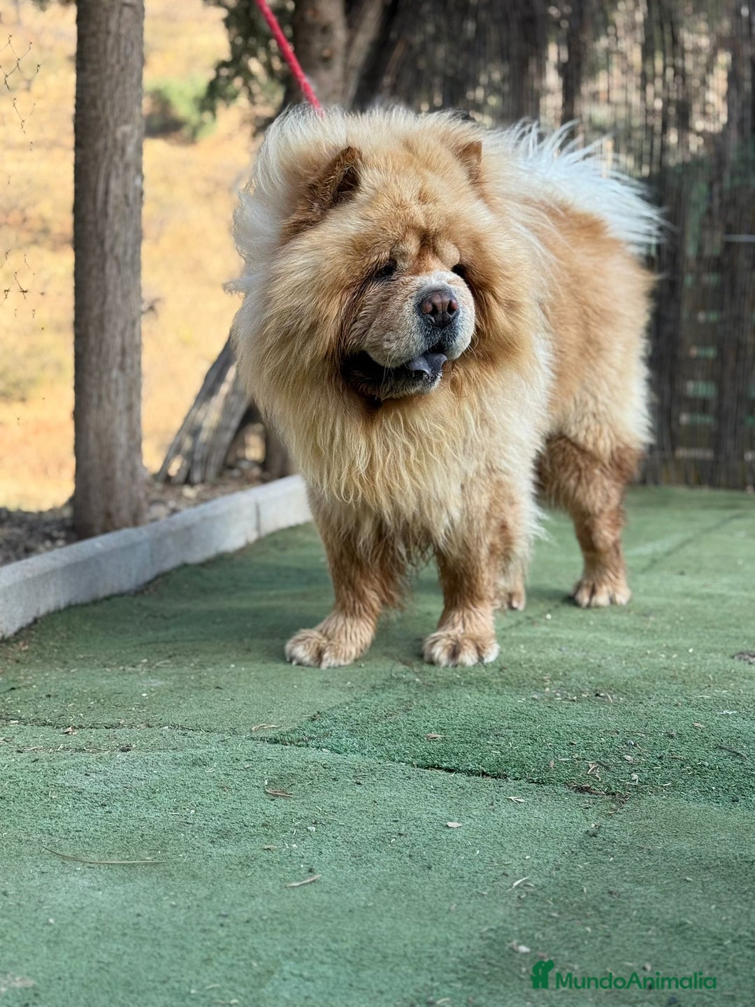 Chow Chow perros en venta: Chow chow peluditos espectaculares  - Anuncio 1